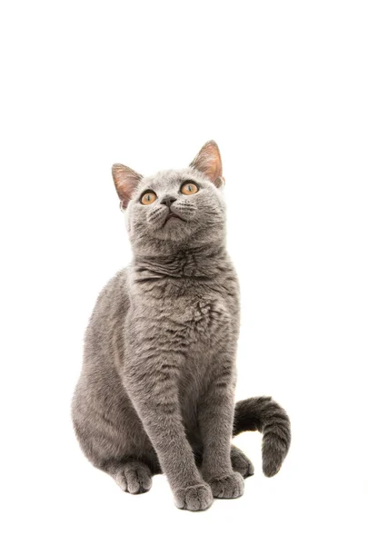 British gray kitten isolated — Stock Photo, Image