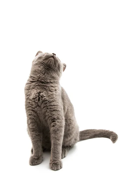 Brittiska grå kattunge isolerade — Stockfoto
