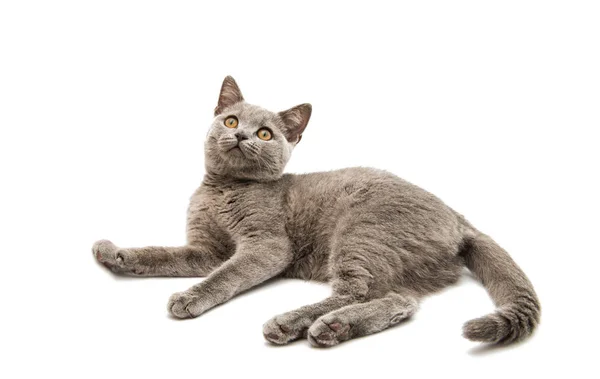 Gatinho cinzento britânico isolado — Fotografia de Stock