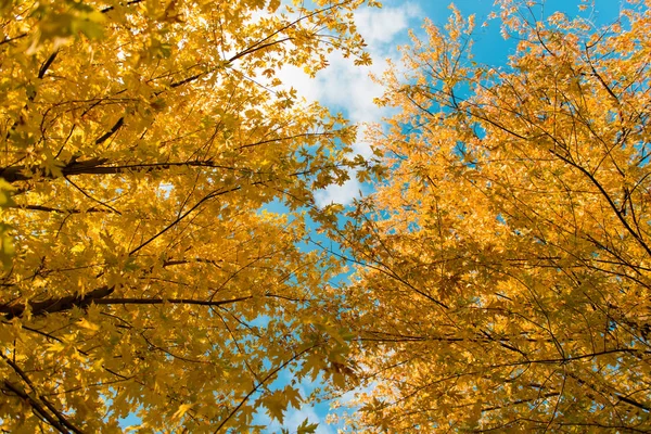 Herfstbomen tegen de blauwe lucht — Stockfoto
