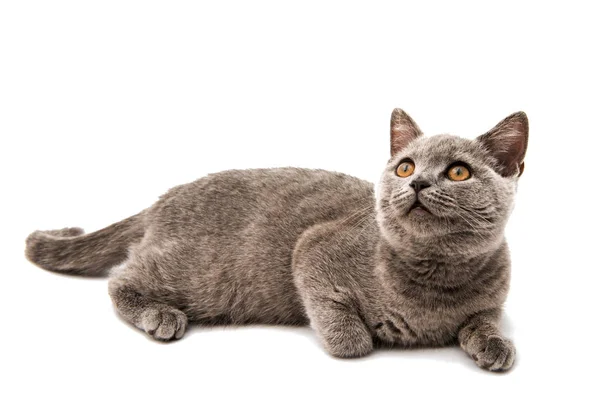 Gatinho cinzento britânico isolado — Fotografia de Stock