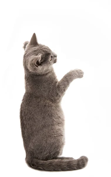 Británico gris gatito aislado — Foto de Stock