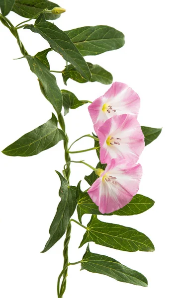 Flor bindweed isolado — Fotografia de Stock