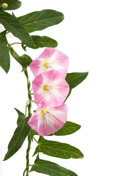 Flower bindweed isolated — Stock Photo, Image