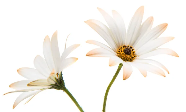 雌雄同株的菊花在白色背景下被分离. — 图库照片