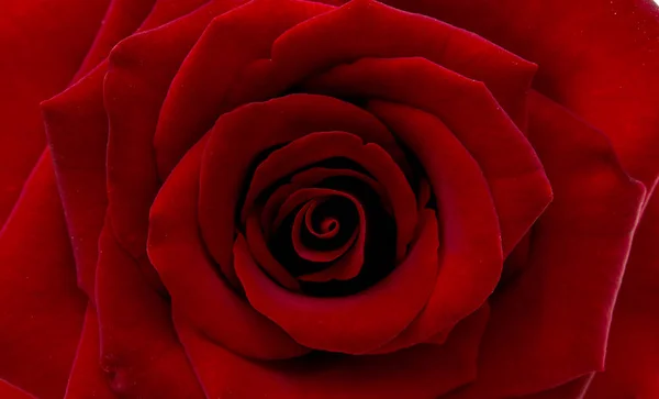 लाल गुलाब अलग — स्टॉक फ़ोटो, इमेज