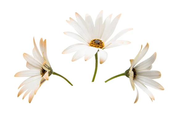 Osteosperumum Λουλούδι Daisy απομονώνονται σε λευκό φόντο. — Φωτογραφία Αρχείου