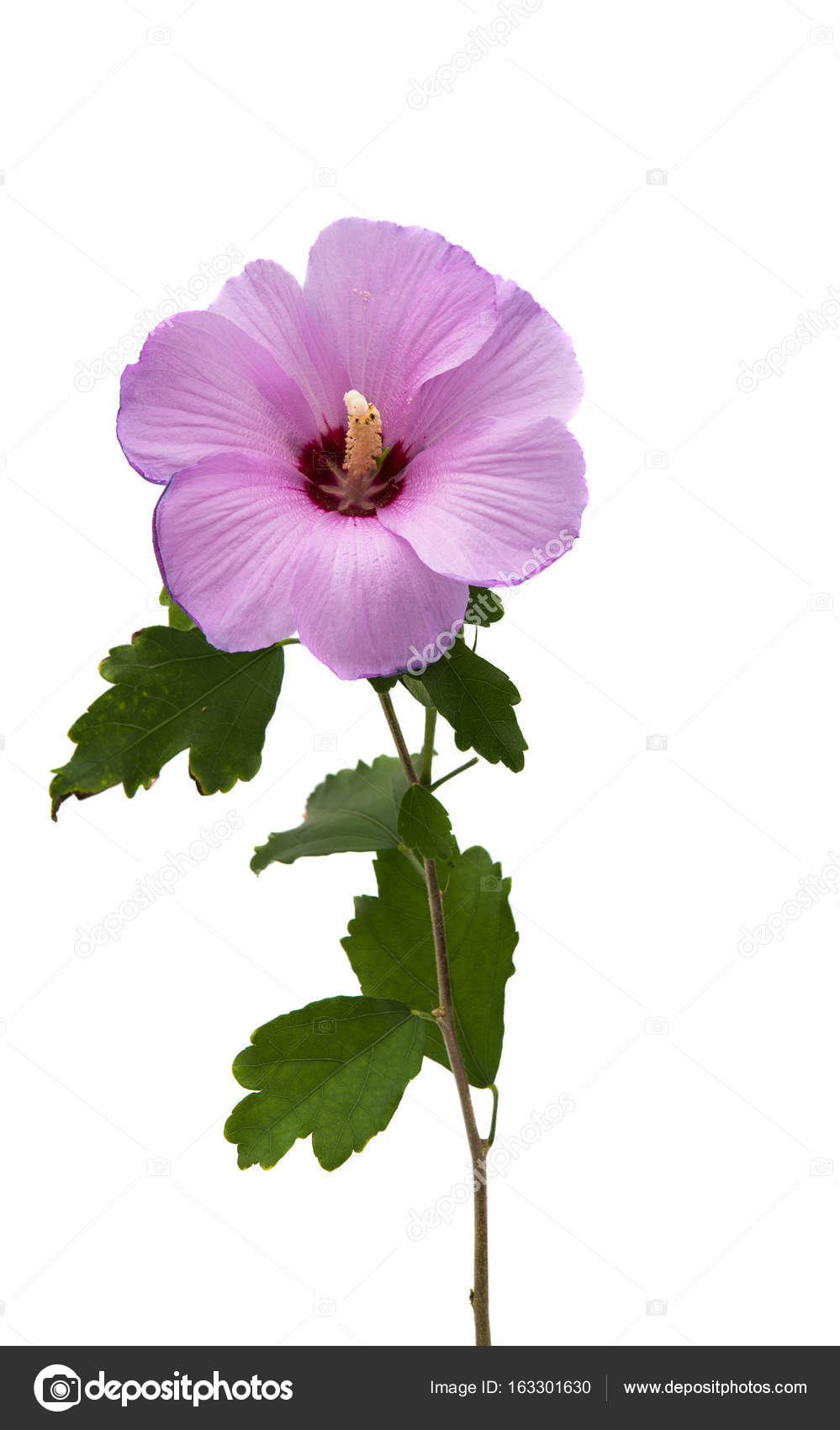 Lilac Hibiscus Isolated Stock Photo By C Ksena32 Lilac Hibiscus Isolated Stock Photo By C Ksena32