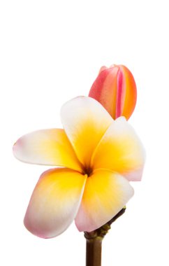 izole frangipani çiçek 