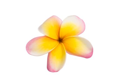 izole frangipani çiçek 
