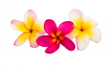 izole frangipani çiçek 