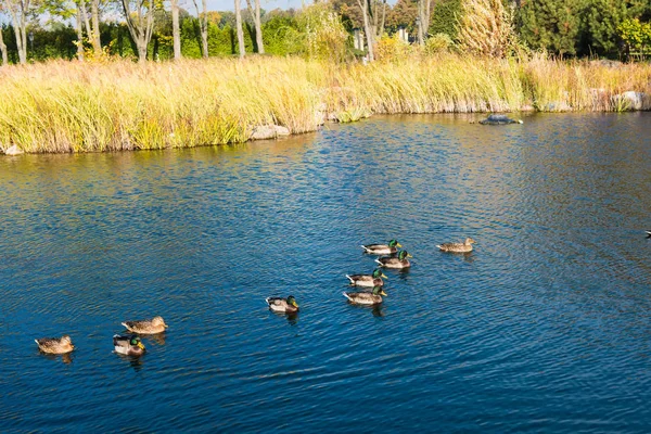 Landscape of the lake in autumn — Stock Photo, Image