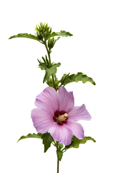 Hibisco lila aislado — Foto de Stock