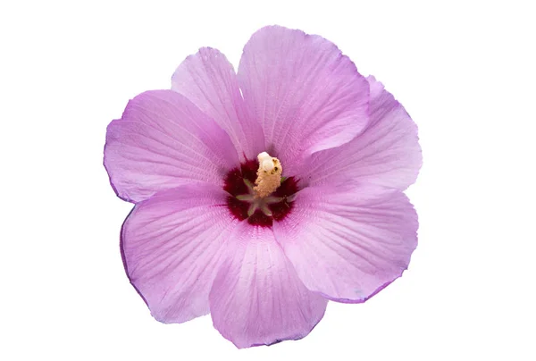 Lila hibiscus geïsoleerd — Stockfoto