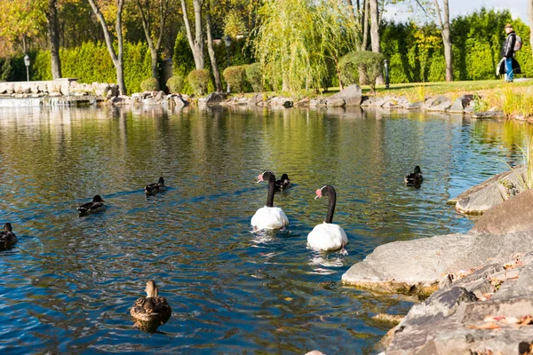 Landschaft des Sees im Herbst — Stockfoto