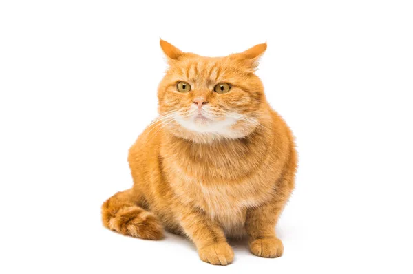 红猫离体röd katt isolerade — Stockfoto