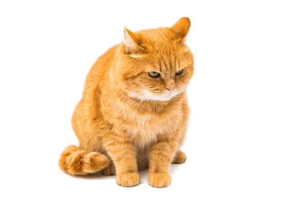 Red cat isolated — Stock Photo, Image