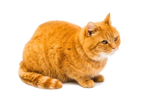 分離された赤い猫 — ストック写真