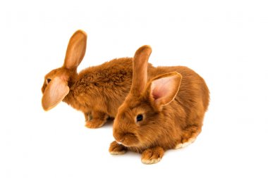 İzole kırmızı tavşan 