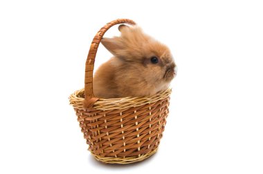 güzel kızıl saçlı tavşan oturan izole 