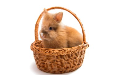 güzel kızıl saçlı tavşan oturan izole 