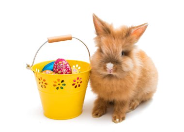 güzel kızıl saçlı tavşan oturan izole 