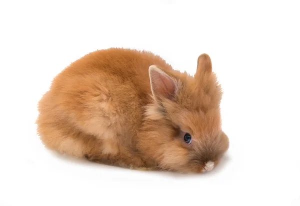 Beautiful red-haired rabbit sitting isolated — Stock Photo, Image