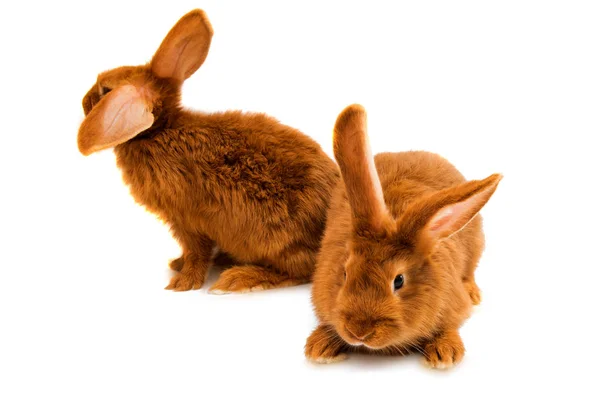 Красный кролик изолирован — стоковое фото