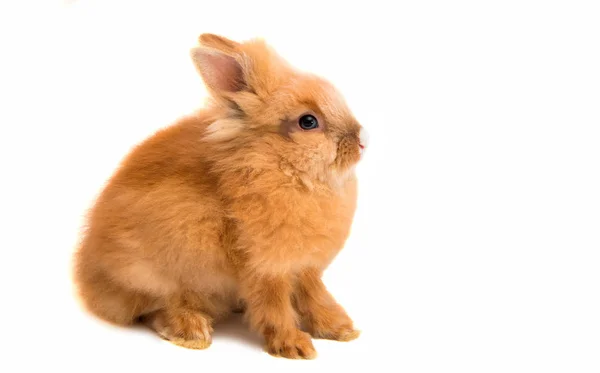 Schöne rothaarige Kaninchen sitzen isoliert — Stockfoto