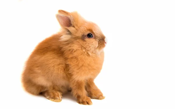 Beautiful red-haired rabbit sitting isolated — Stock Photo, Image