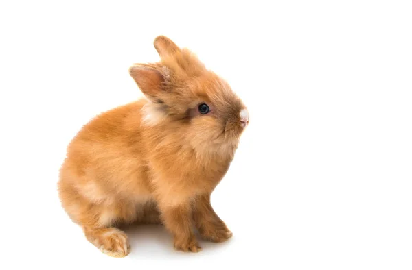 Hermoso conejo de pelo rojo sentado aislado —  Fotos de Stock