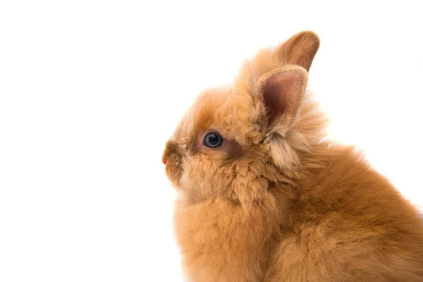 Schöne rothaarige Kaninchen sitzen isoliert — Stockfoto