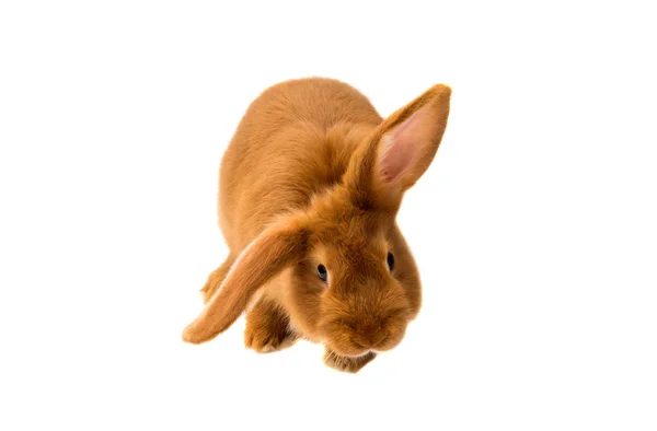 分離した赤ウサギ — ストック写真