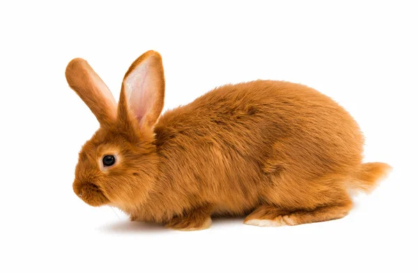 Conejo rojo aislado —  Fotos de Stock