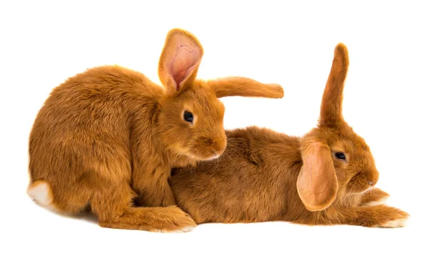 Rotes Kaninchen isoliert — Stockfoto