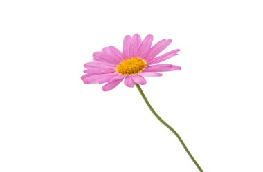 Eflatun papatya izole 