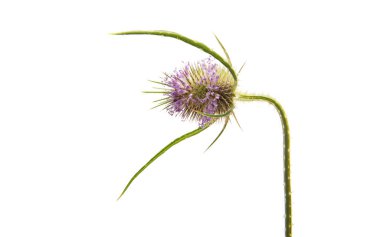 Deve dikeni dekoratif izole