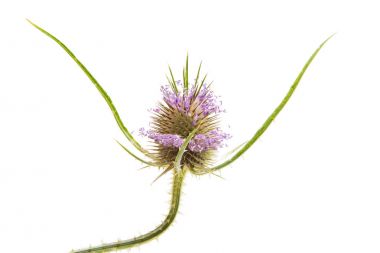 Deve dikeni dekoratif izole