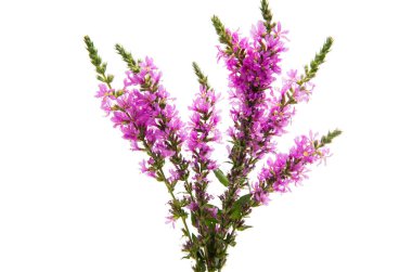 İzole leylak çayır çiçekler 