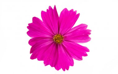 İzole cosmos çiçek