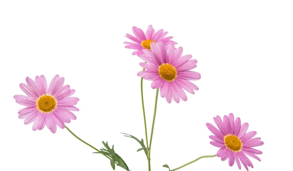 Lilac daisy isolated — Stock Photo, Image