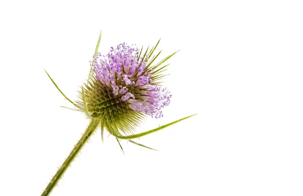 Thistles decorative isolated