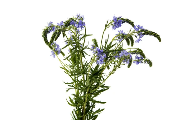 Łąka niebieskie kwiaty na białym tle — Zdjęcie stockowe
