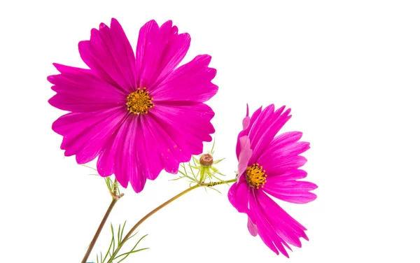 Kozmosz virág elszigetelt — Stock Fotó