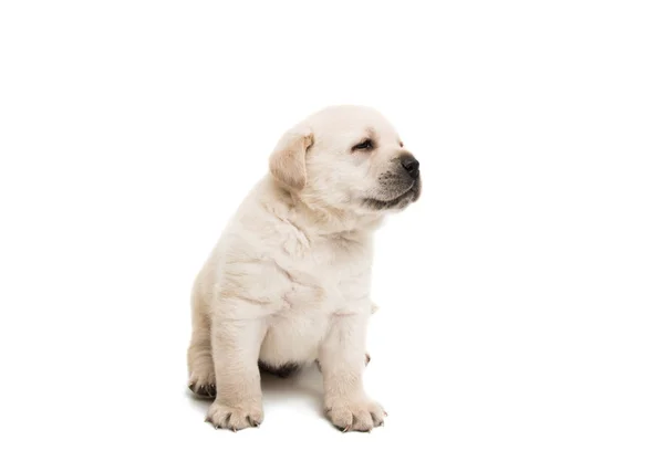 Pup labrador geïsoleerd — Stockfoto