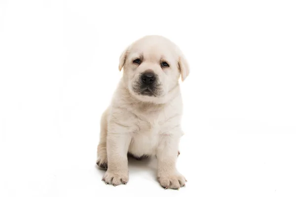 Cachorro labrador aislado — Foto de Stock