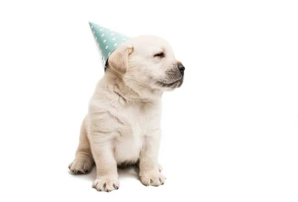 Pup labrador geïsoleerd — Stockfoto