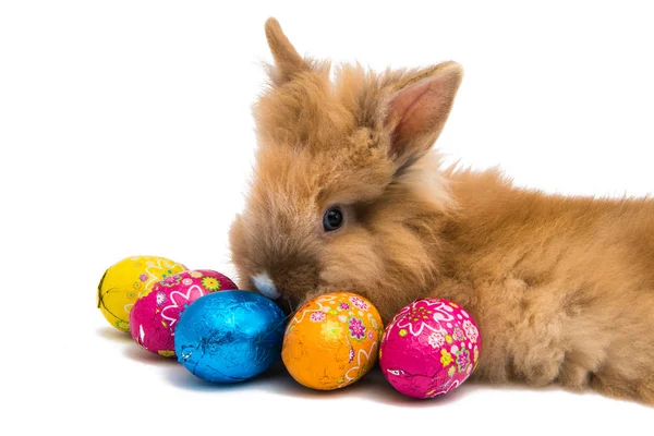 고립 된 부활절 달걀과 토끼 — 스톡 사진
