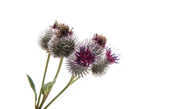 Burdock blooming flower — Stock Photo, Image