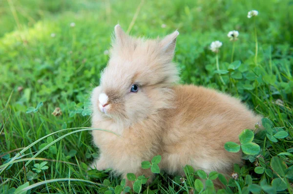 Красивий коричневий кролик — стокове фото